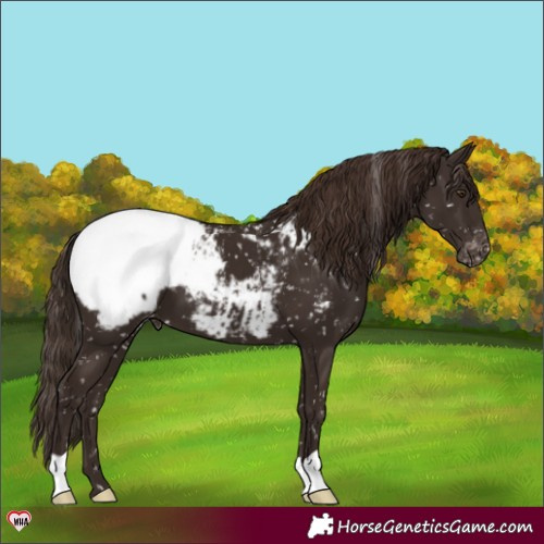 Horse Color:Liver Chestnut Appaloosa 