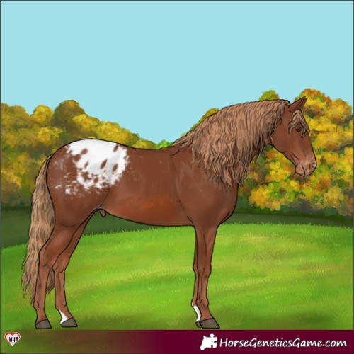 Horse Color:Chestnut Appaloosa 