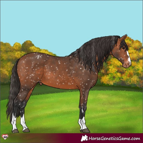 Horse Color:Bay Appaloosa 