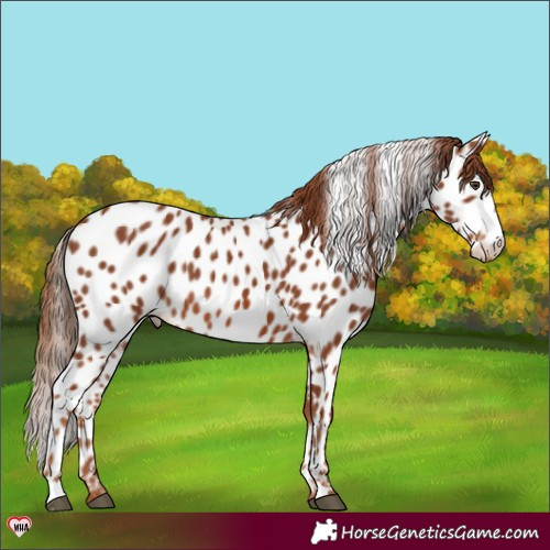 Horse Color:Chestnut Appaloosa 