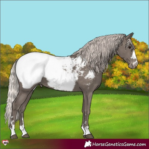 Horse Color:Silver Black Appaloosa 