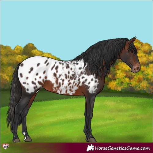 Horse Color:Brown Appaloosa Rabicano 