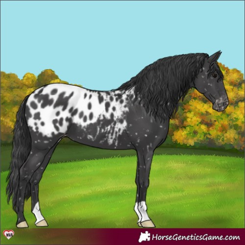 Horse Color:Black Appaloosa 