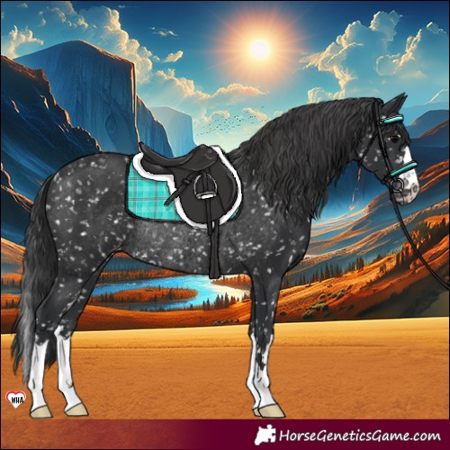 Horse Color:Black Appaloosa Rabicano 