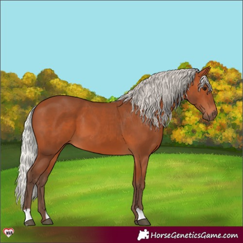 Horse Color:Silver Bay 