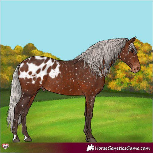 Horse Color:Silver Brown Blanket Rabicano 