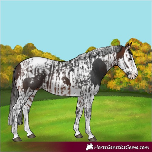 Horse Color:Bay Splash Tobiano Appaloosa  and Brown Splash Tobiano Appaloosa 