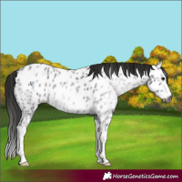 Horse Color:Gray Blue Ice Roan Splash Near Leopard 