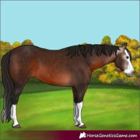 Horse Color:Gray Bay Splash 