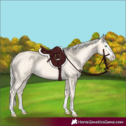 Horse Color:Cremello Splash Appaloosa 