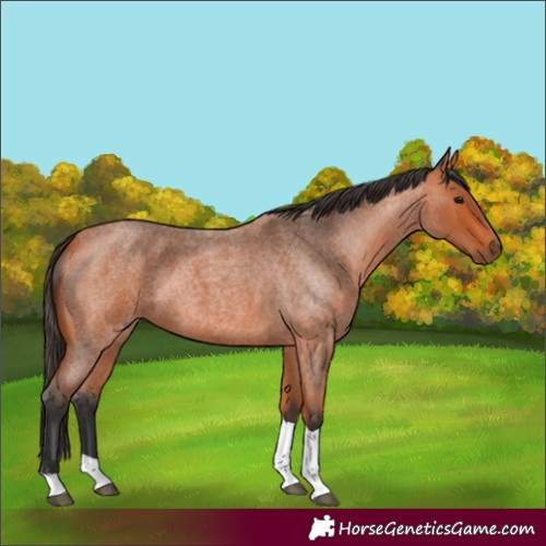 Horse Color:Bay Roan Tobiano 