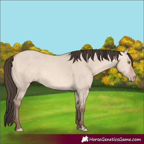 Horse Color:Amber Champagne Dun 