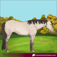 Horse Color:Amber Champagne Dun 