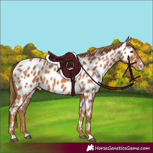 Horse Color:Chestnut Appaloosa
