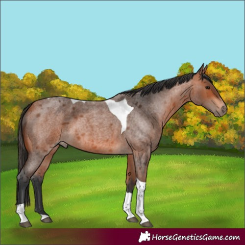 Horse Color:Bay Roan Tobiano