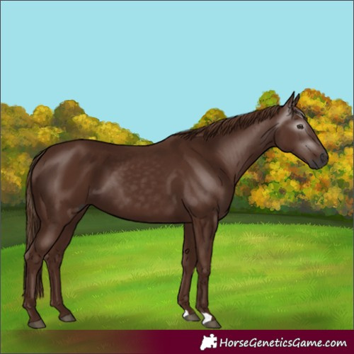 Horse Color:Gray Chestnut 