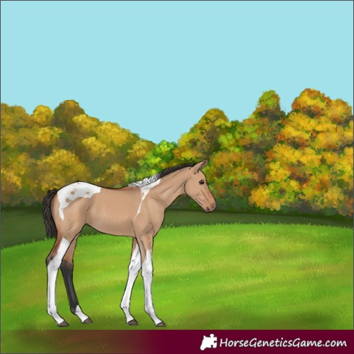 Horse Color:Bay Dun Tobiano 