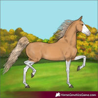 Horse Color:Chestnut Splash 