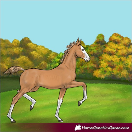 Horse Color:Chestnut Splash 