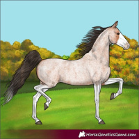 Horse Color:Bay Roan Splash