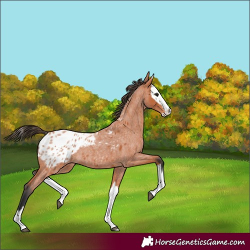 Horse Color:Bay Roan Splash Appaloosa 