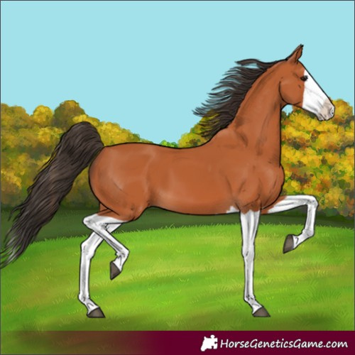 Horse Color:Bay Splash 