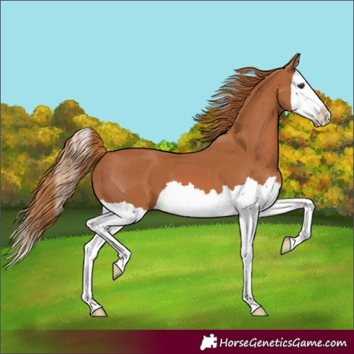 Horse Color:Chestnut Splash 