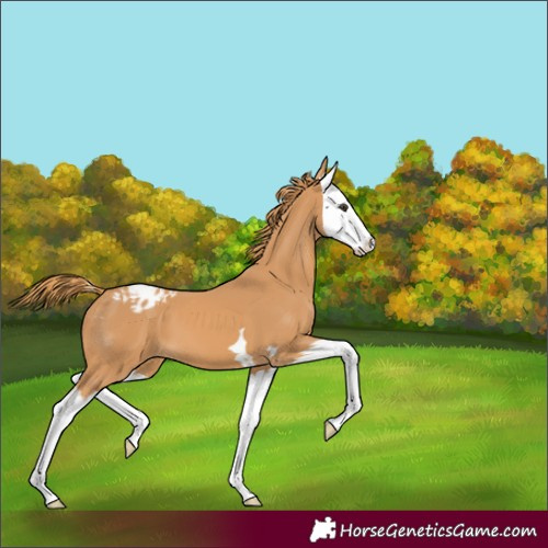 Horse Color:Chestnut Splash Appaloosa 