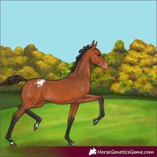 Horse Color:Bay Appaloosa 