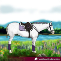 Horse Color:Smoky Black Pearl Sabino Appaloosa Rabicano