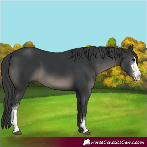 Horse Color:Black Sabino 