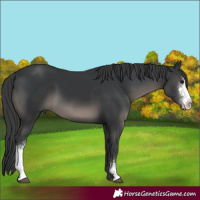 Horse Color:Black Sabino