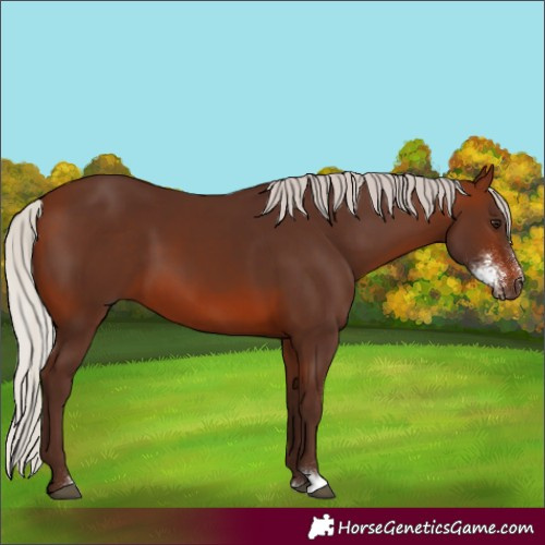 Horse Color:Silver Brown Sabino 