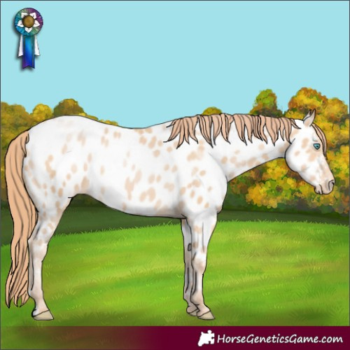 Horse Color:Buckskin Pearl Near Leopard Rabicano 