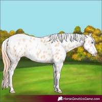 Horse Color:Buckskin Pearl Appaloosa Rabicano