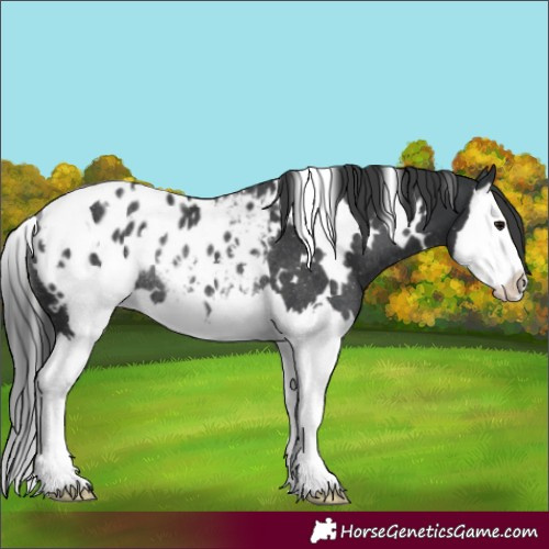 Horse Color:White Spotted Black Splash Appaloosa Rabicano 