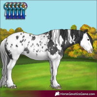 Horse Color:White Spotted Black Splash Appaloosa Rabicano