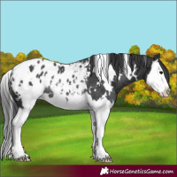 Horse Color:White Spotted Black Splash Appaloosa Rabicano
