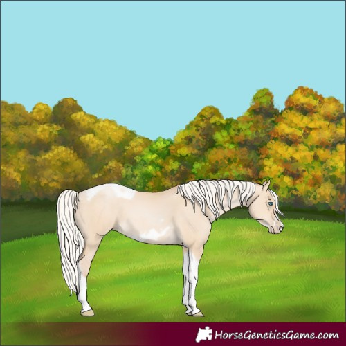 Horse Color:Silver Buckskin Pearl Dun Tobiano Frame 