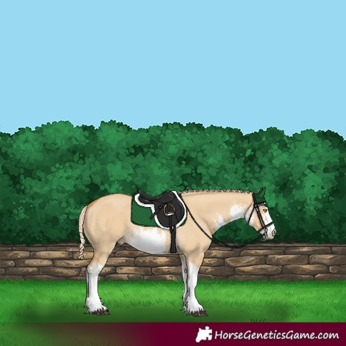 Horse Color:White Spotted Palomino Dun 