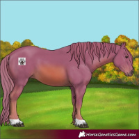 Horse Color:Watercolor Chestnut 