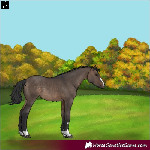 Horse Color:Brown Dun Rabicano 