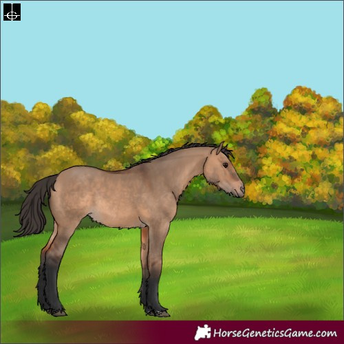 Horse Color:Bay Dun Rabicano