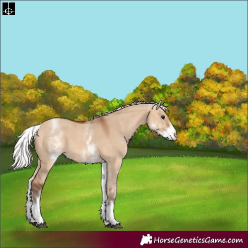 Horse Color:White Spotted Silver Bay Dun Rabicano
