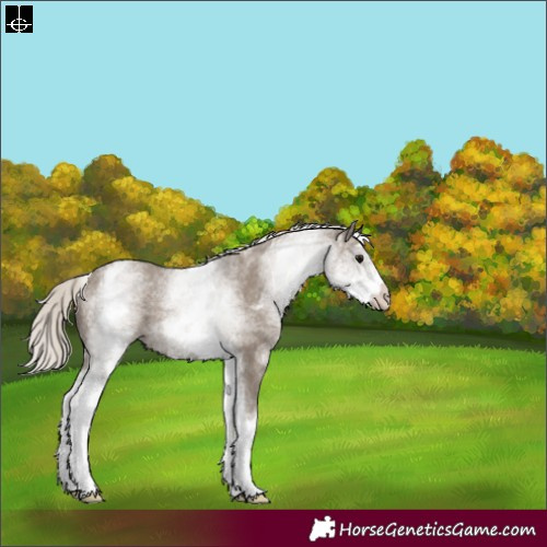 Horse Color:White Spotted Silver Grullo Rabicano 
