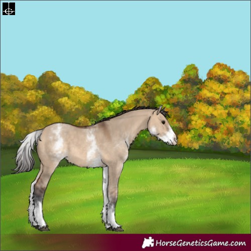 Horse Color:White Spotted Bay Dun Rabicano 