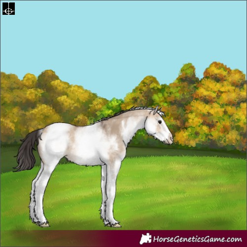 Horse Color:White Spotted Bay Dun Rabicano 