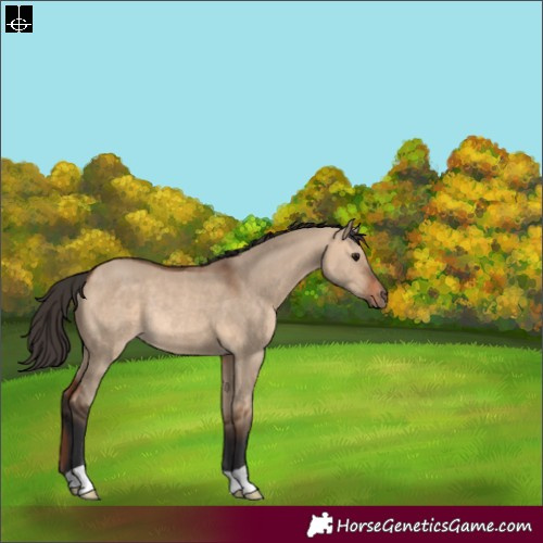 Horse Color:Bay Dun Rabicano 