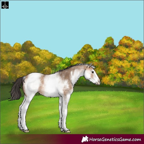 Horse Color:White Spotted Bay Dun Rabicano 