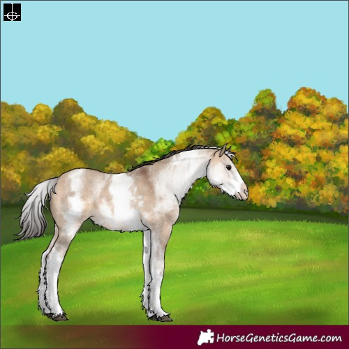 Horse Color:White Spotted Bay Dun Rabicano